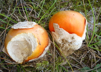 Kaiserling (Amanita caesarea) - © Bernard Wieser